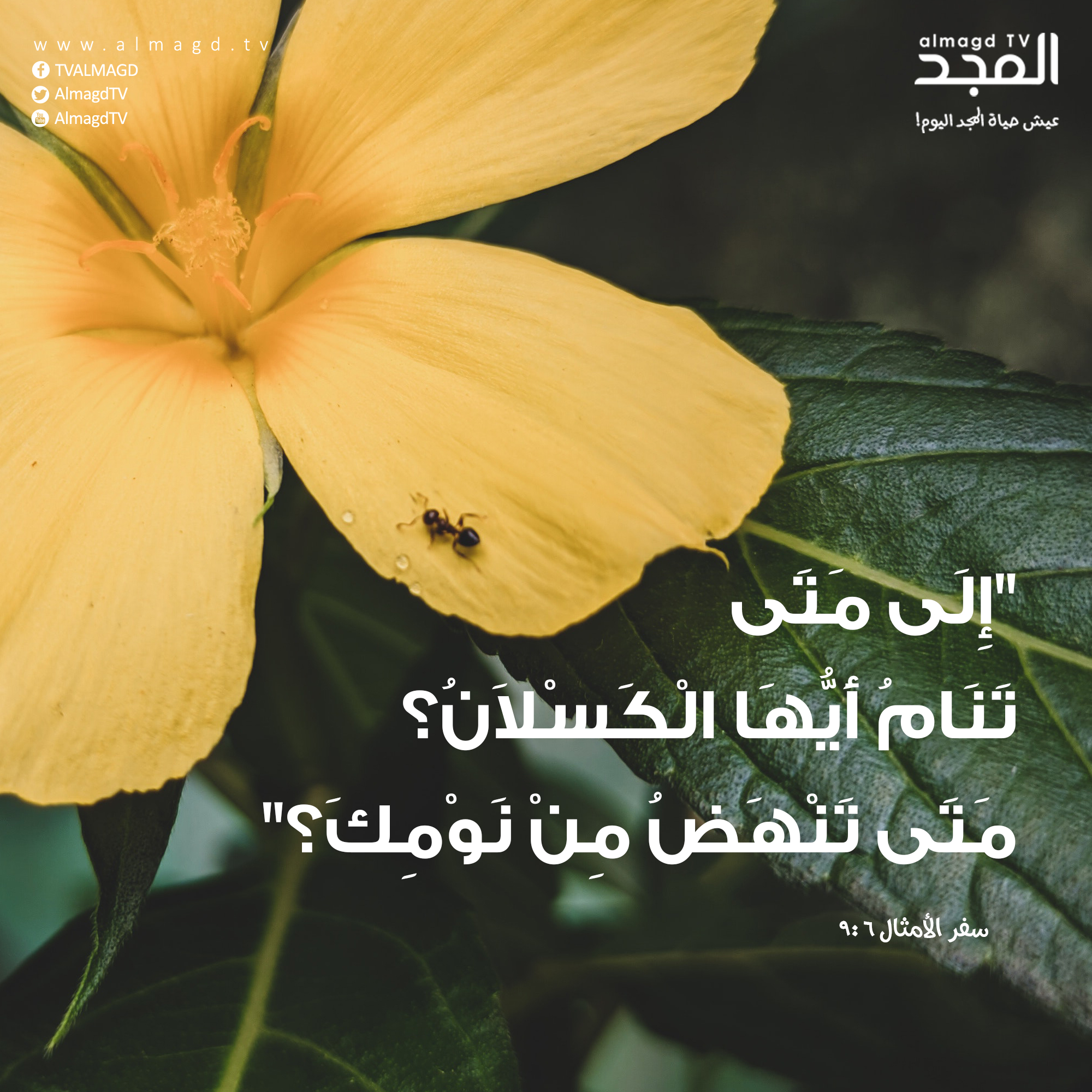 إِلَى مَتَى تَنَامُ أَيُّهَا الْكَسْلاَنُ؟